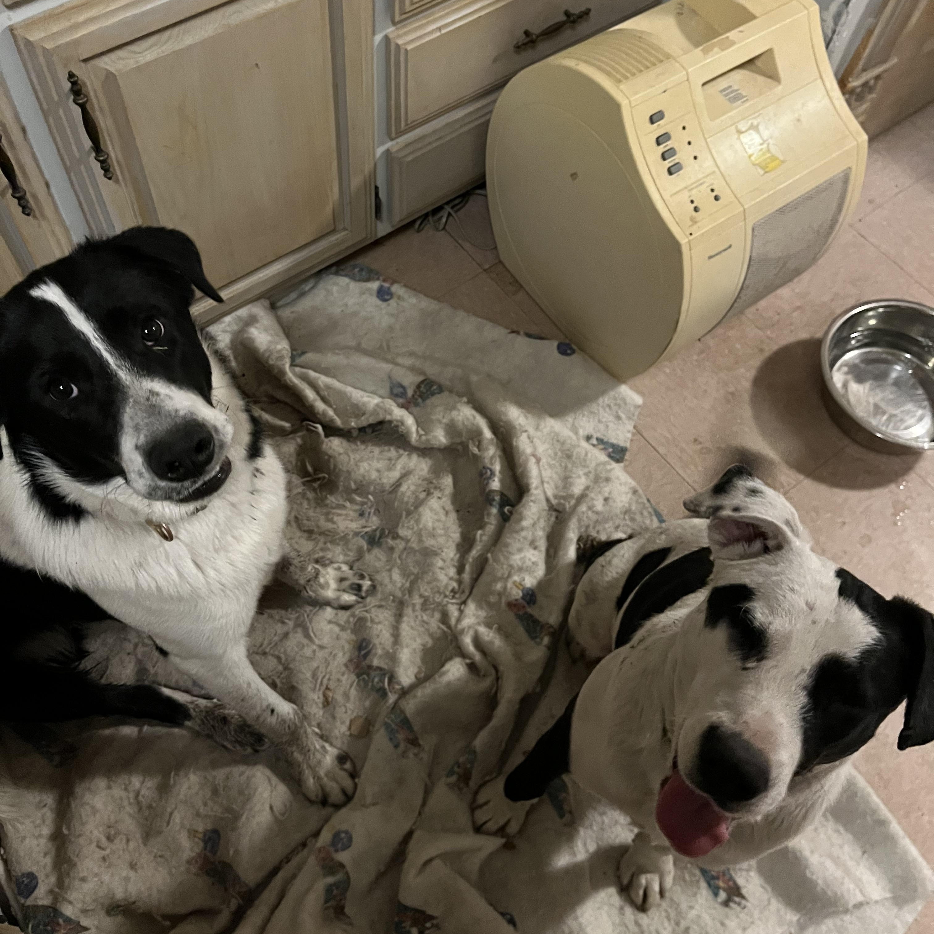 Enlarge Spot, an adopted mixed breed in Springfield, IL image 6/6