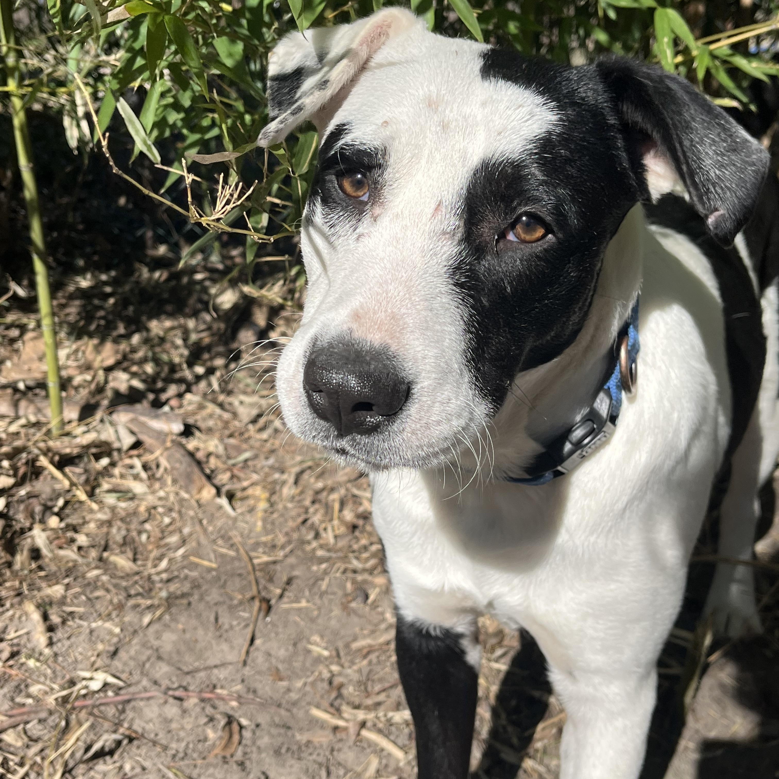 Spot, adopted, Young Male Australian Cattle Dog / Blue Heeler & Terrier.