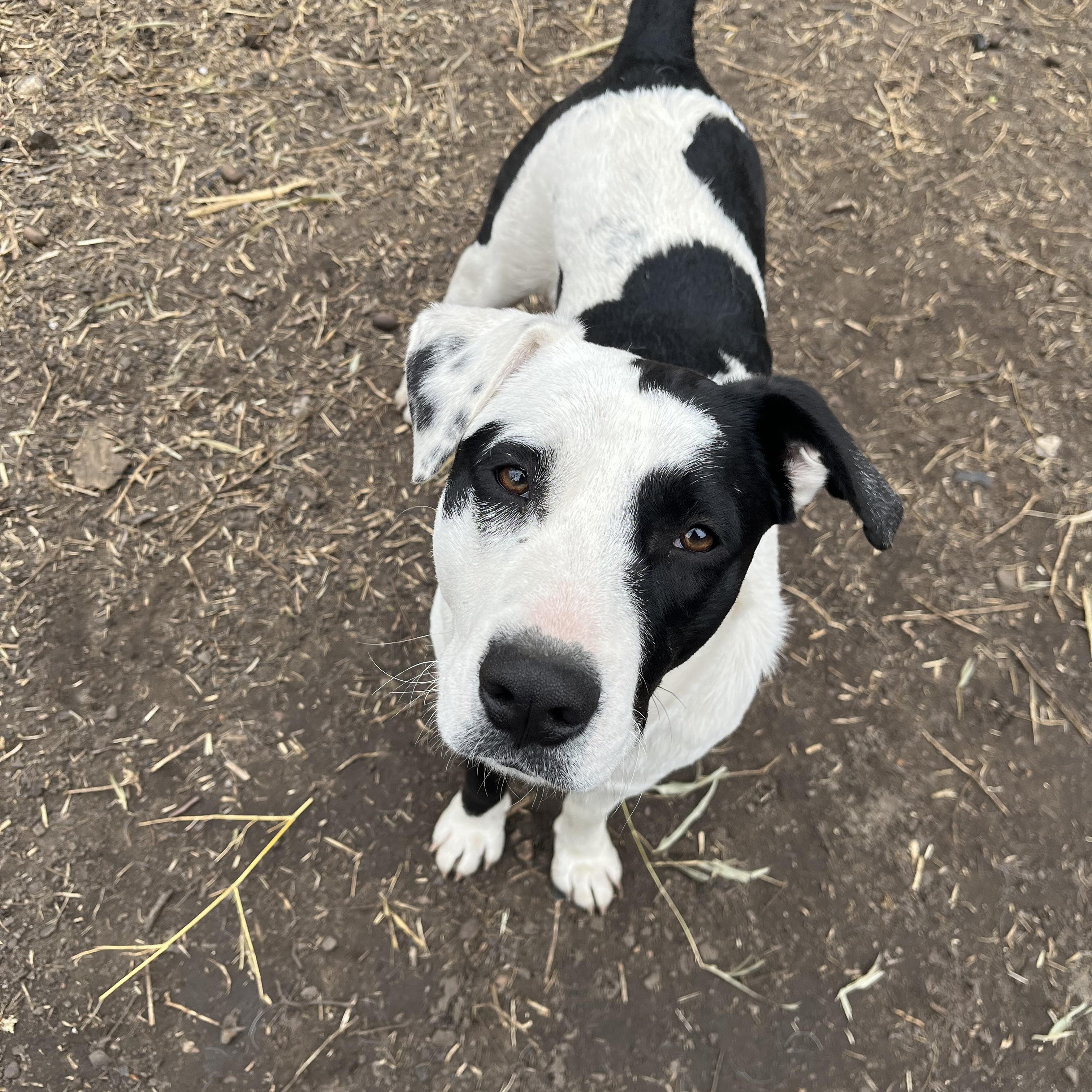 Enlarge Spot, an adopted mixed breed in Springfield, IL image 5/6