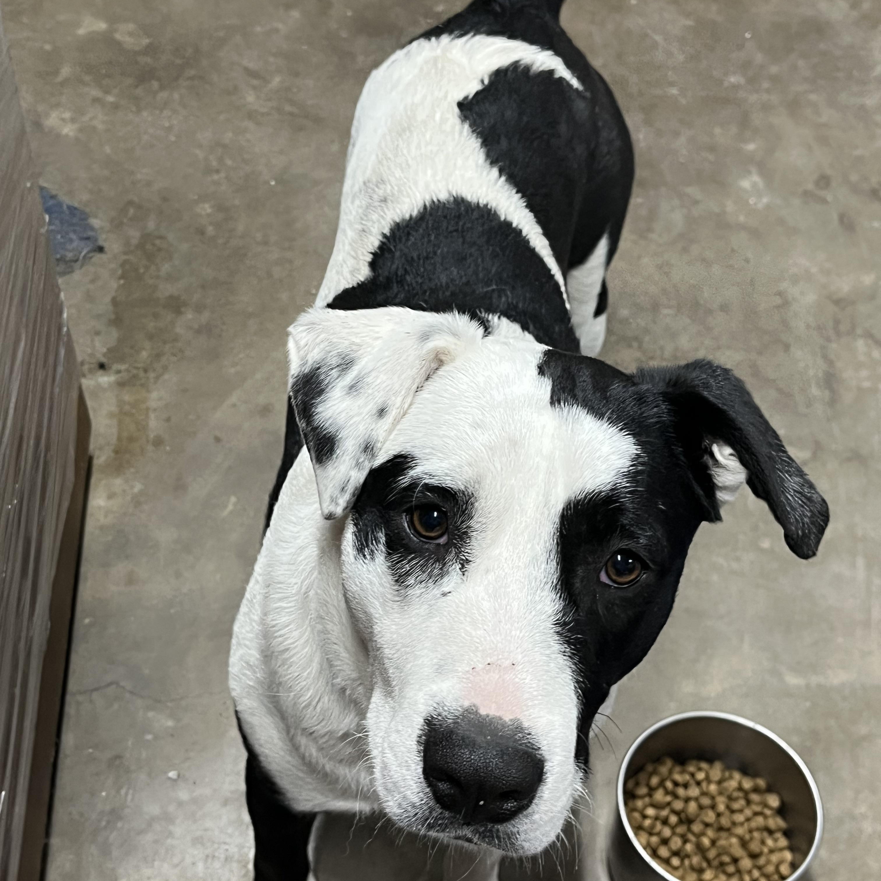 Enlarge Spot, an adopted mixed breed in Springfield, IL image 2/6