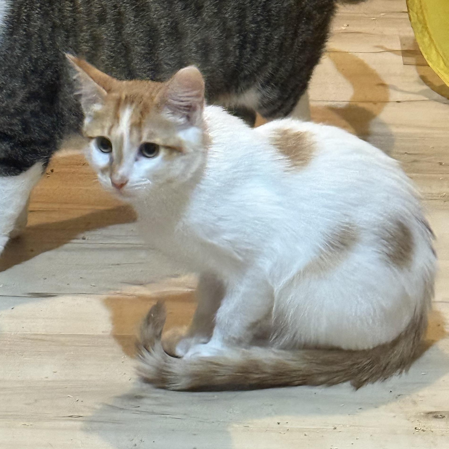 Enlarge Smalls, a Adoptable Domestic Short Hair in Anna, TX image 1/1