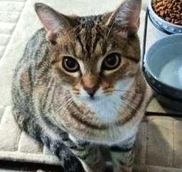 Enlarge Athena, a ADOPTABLE mixed breed in Spokane, WA image 1/2