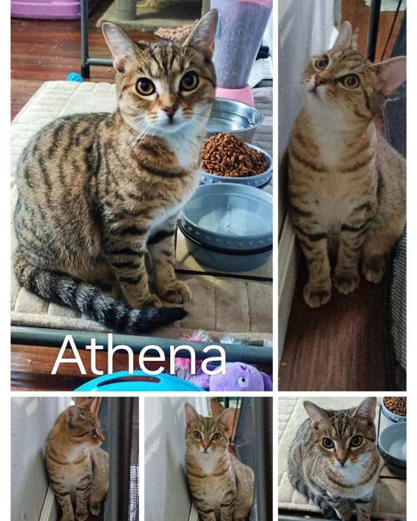 Athena, ADOPTABLE, Young Female Domestic Short Hair.