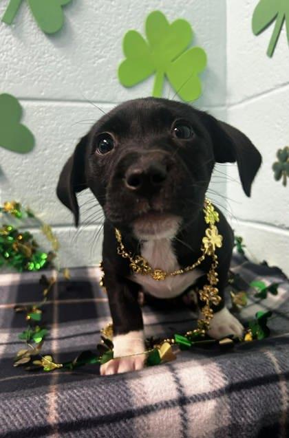 Delilah, Adoptable, Adult Female Terrier & Mixed Breed.