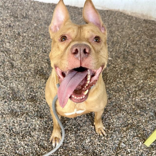 ANGUS, Adoptable, Adult Male American Staffordshire Terrier.