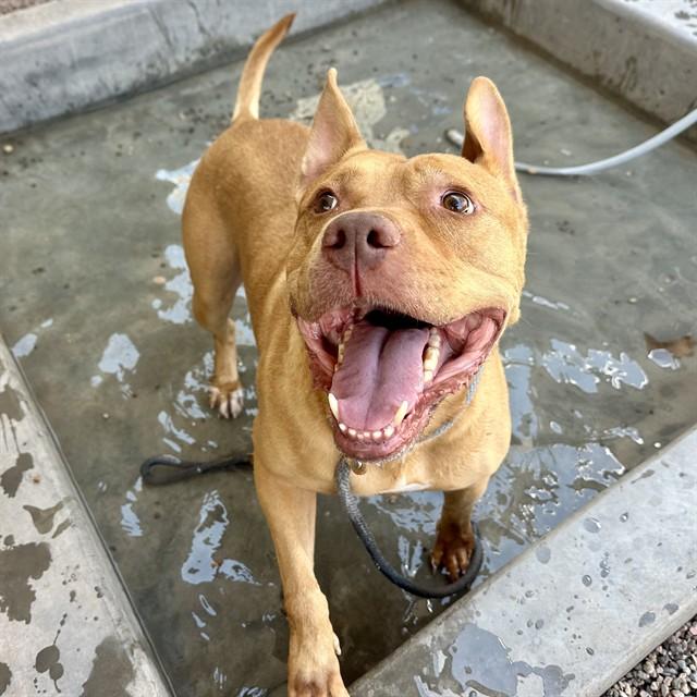 ANGUS, Adoptable, Adult Male American Staffordshire Terrier.