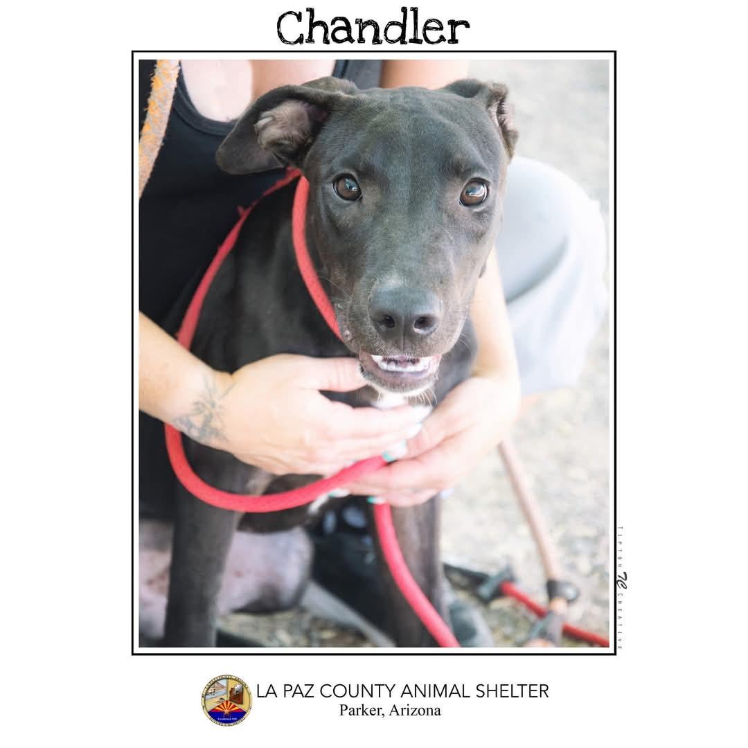 Enlarge Chandler, a Adoptable mixed breed in Parker, AZ image 1/1