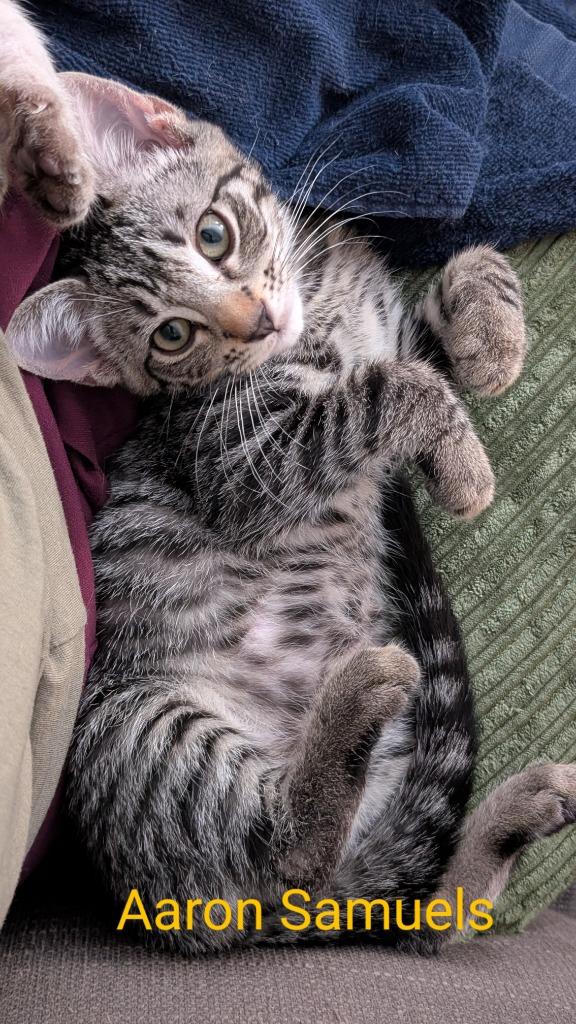 Aaron Samuels, Adopted, Young Male Domestic Short Hair.