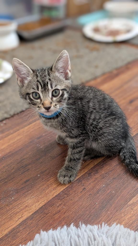 Enlarge Aaron Samuels, a Adopted mixed breed in Hoover , AL image 2/6