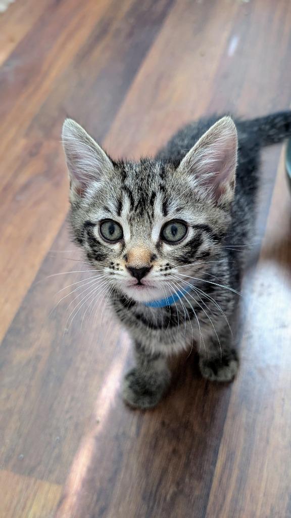 Enlarge Aaron Samuels, a Adopted mixed breed in Hoover , AL image 3/6