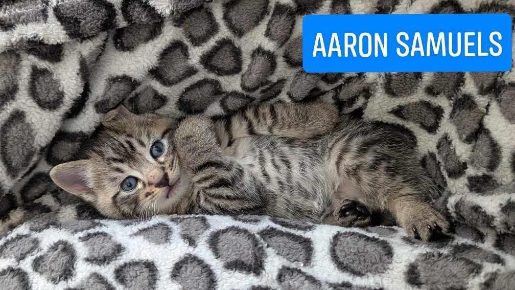 Enlarge Aaron Samuels, a Adopted mixed breed in Hoover , AL image 4/6