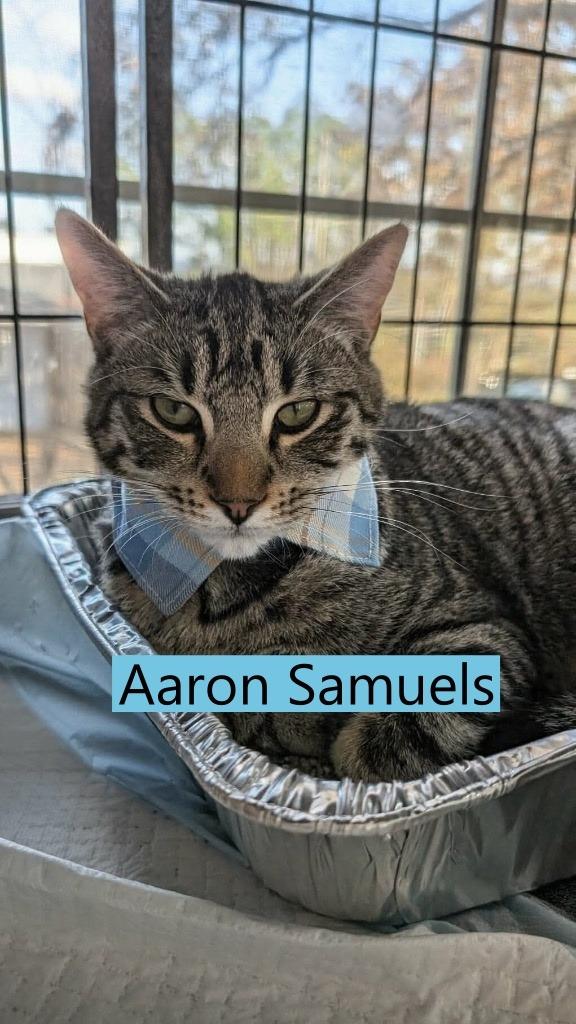 Enlarge Aaron Samuels, a Adopted mixed breed in Hoover , AL image 5/6