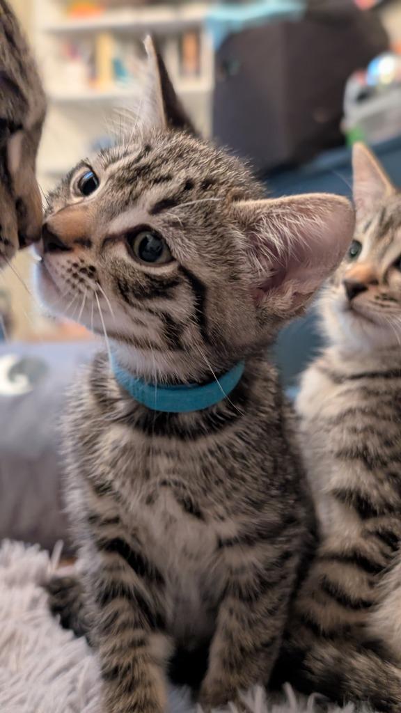 Enlarge Aaron Samuels, a Adopted mixed breed in Hoover , AL image 6/6