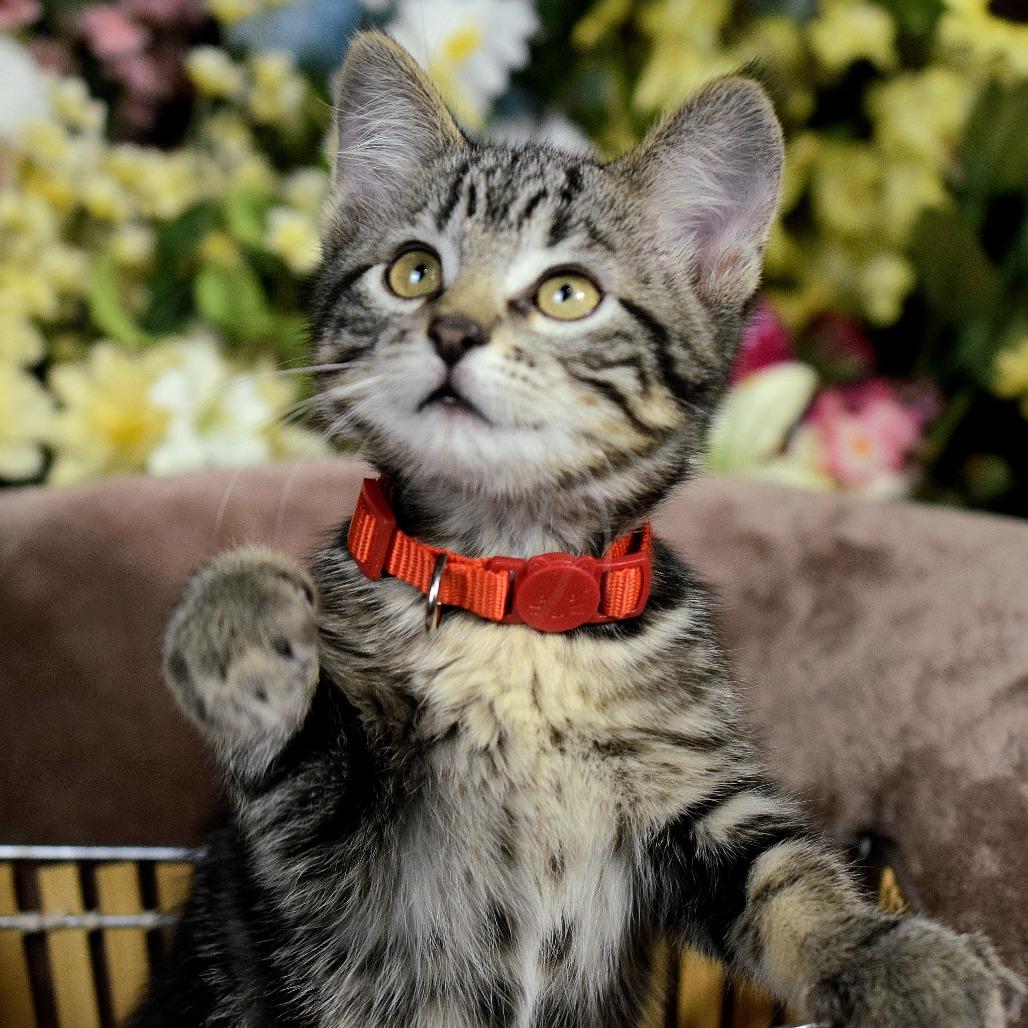 Little Boy, Adoptable, Kitten Male Domestic Short Hair.