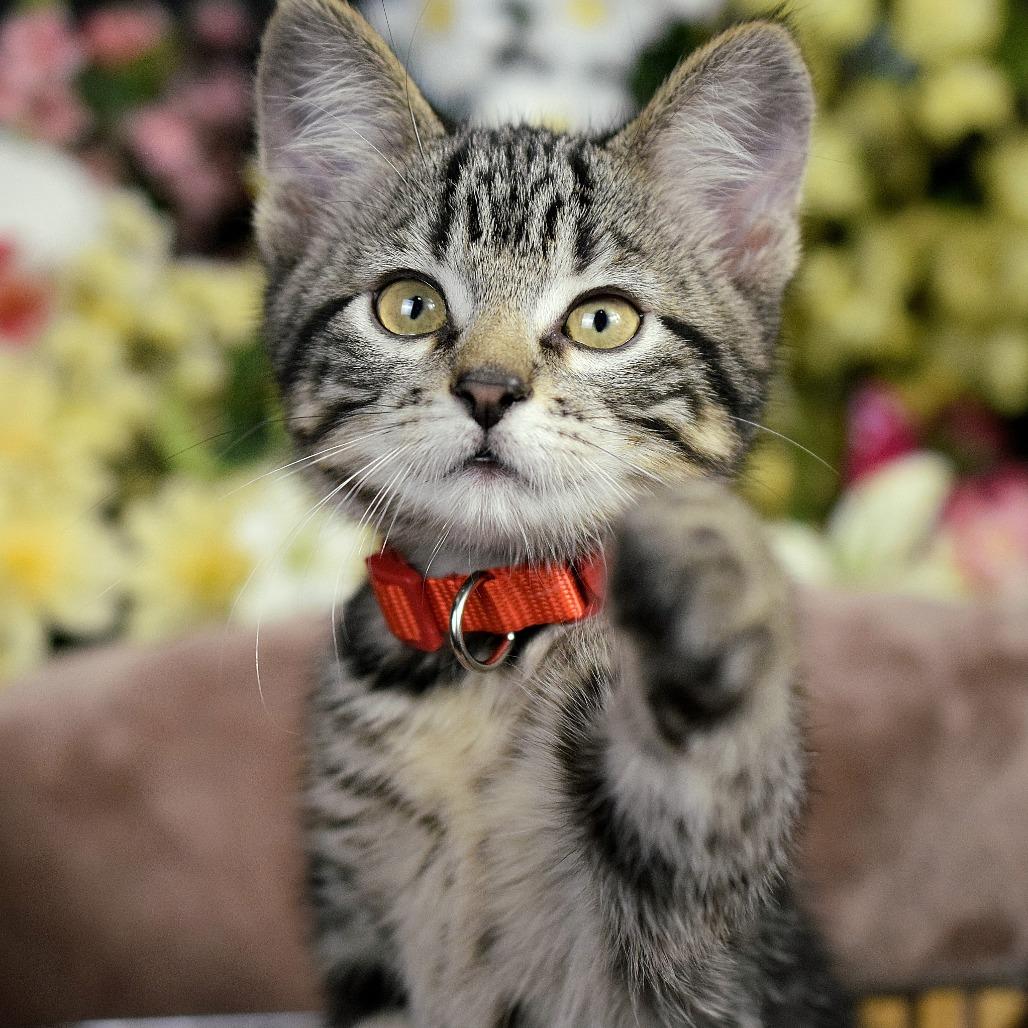 Enlarge Little Boy, a Adoptable Domestic Short Hair in Springfield, MO image 2/6