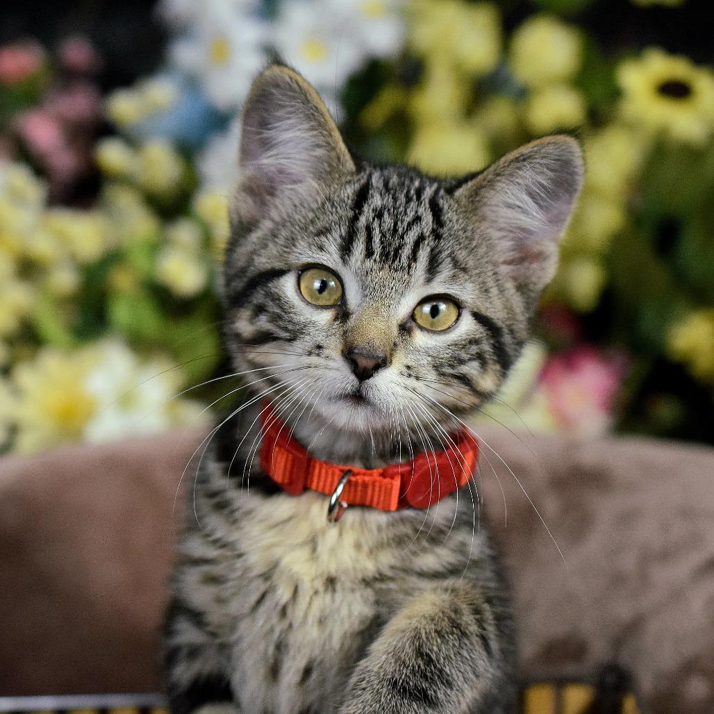 Enlarge Little Boy, a Adoptable Domestic Short Hair in Springfield, MO image 3/6