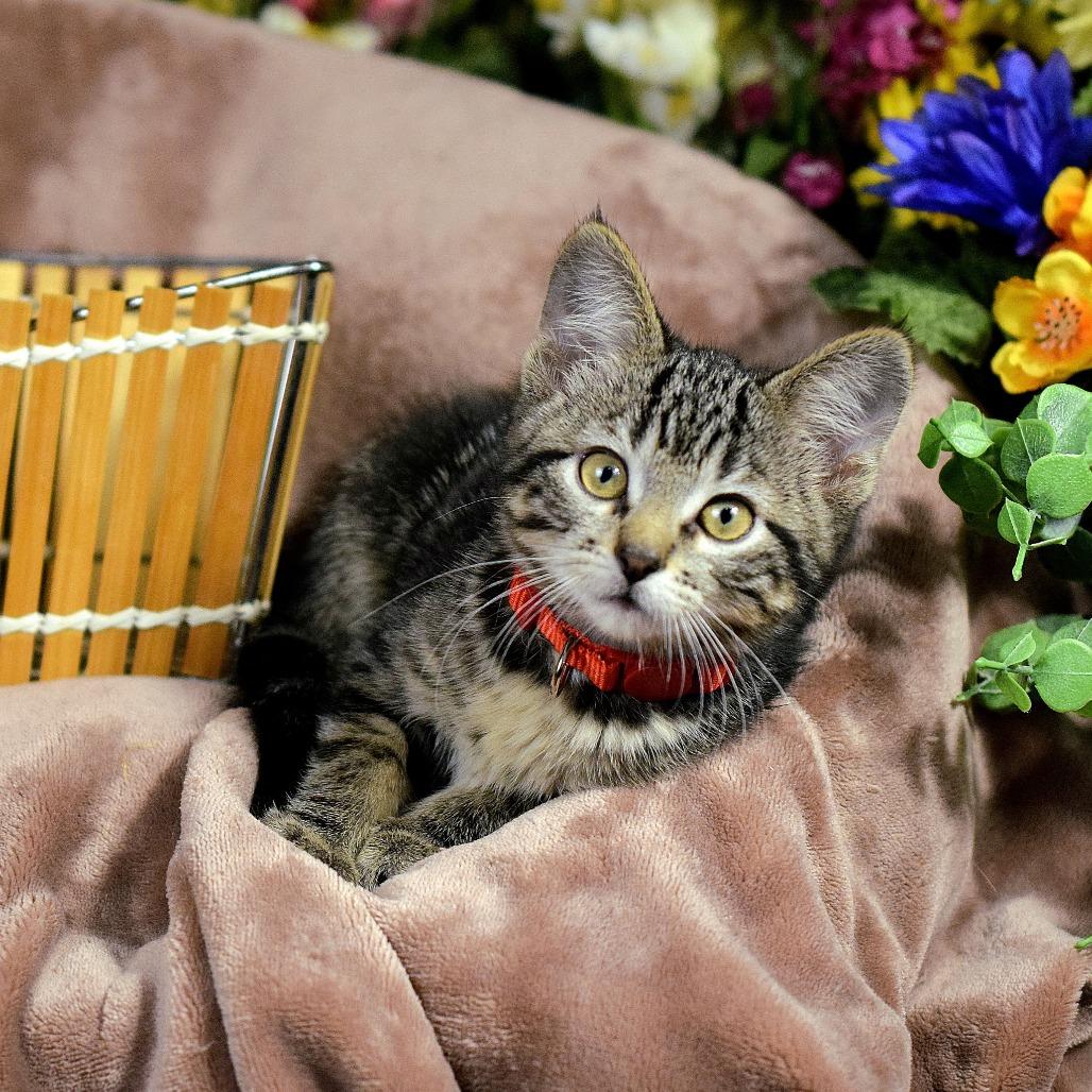 Enlarge Little Boy, a Adoptable Domestic Short Hair in Springfield, MO image 4/6