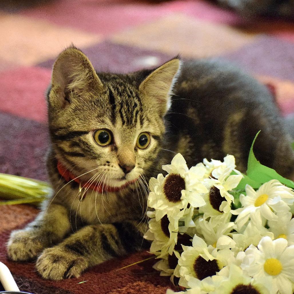 Enlarge Little Boy, a Adoptable Domestic Short Hair in Springfield, MO image 5/6