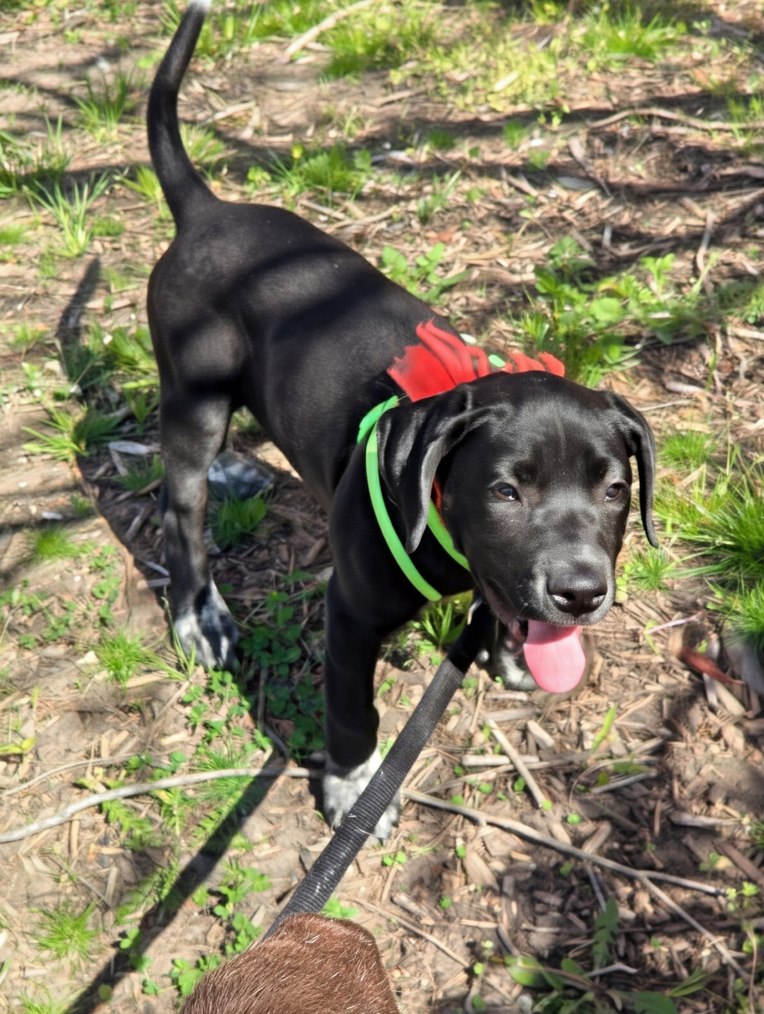 Rider, a ADOPTABLE mixed breed in Annapolis, MD image 3/3