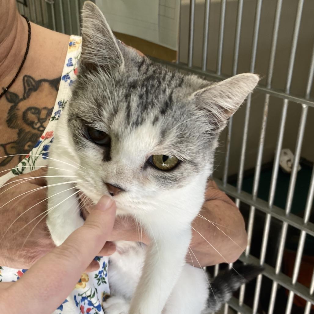 Stevie Nicks, Adoptable, Adult Female Domestic Short Hair.