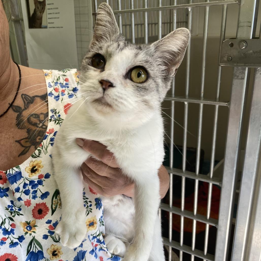 Enlarge Stevie Nicks, a Adoptable Domestic Short Hair in St. Helena, CA image 2/3