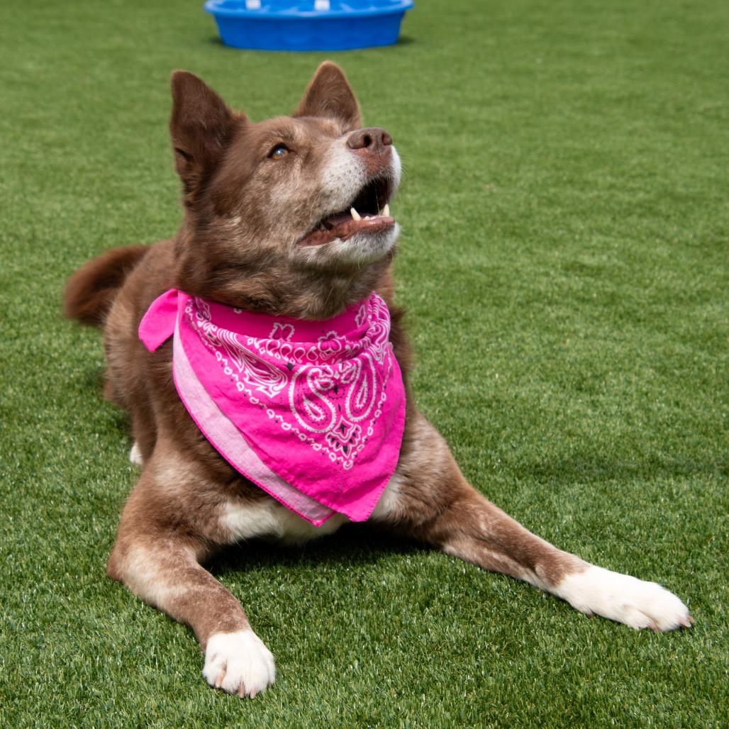 Enlarge Rain, a Adoptable mixed breed in Parkersburg, WV image 1/6