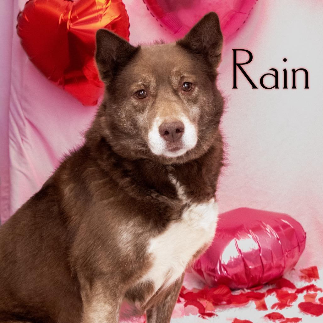 Enlarge Rain, a Adoptable mixed breed in Parkersburg, WV image 1/3