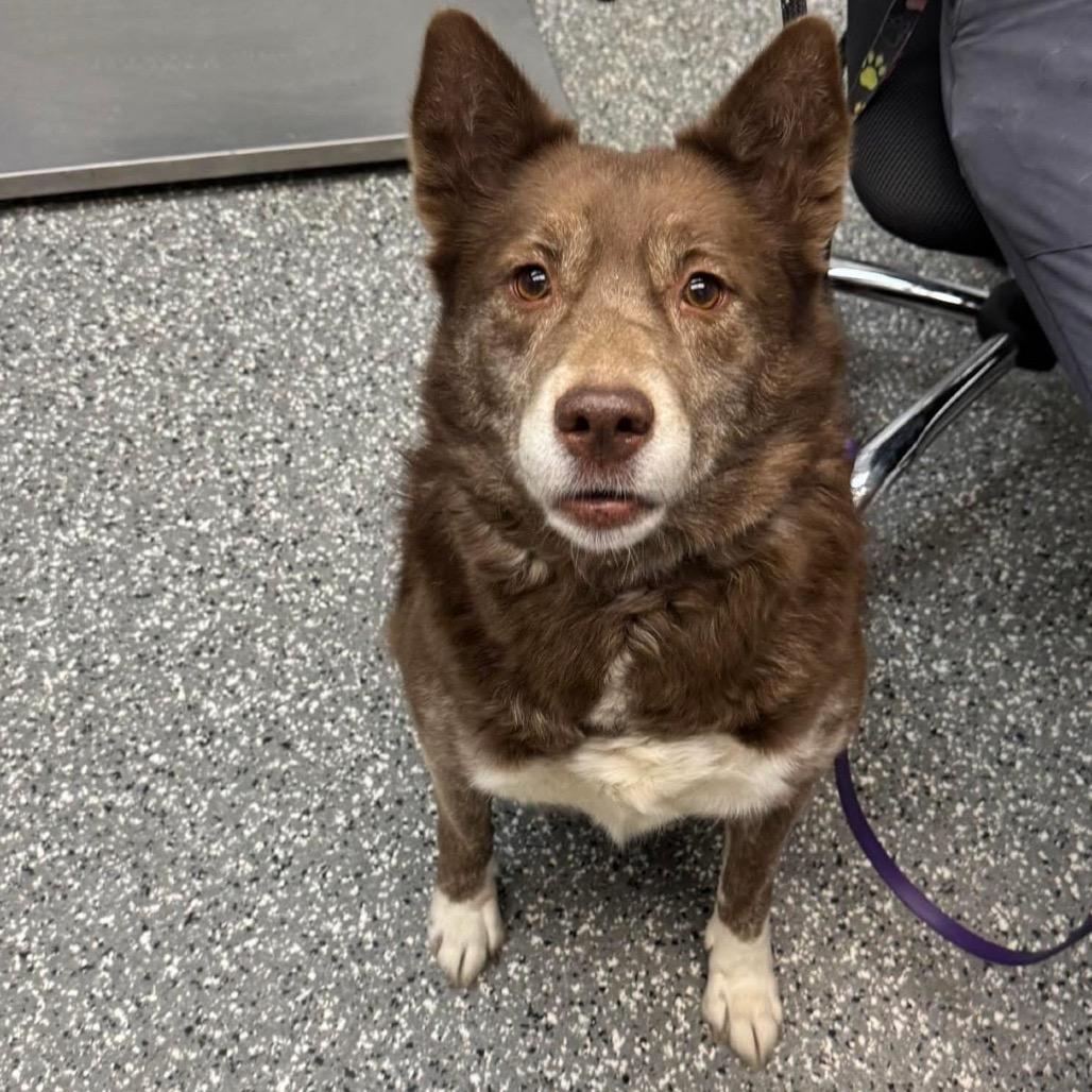 Enlarge Rain, a Adoptable mixed breed in Parkersburg, WV image 2/3