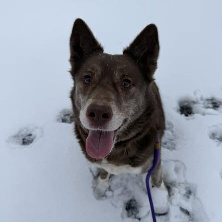 Enlarge Rain, a Adoptable mixed breed in Parkersburg, WV image 3/3