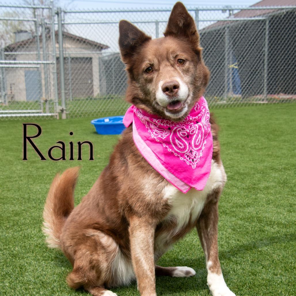 Enlarge Rain, a Adoptable mixed breed in Parkersburg, WV image 5/6