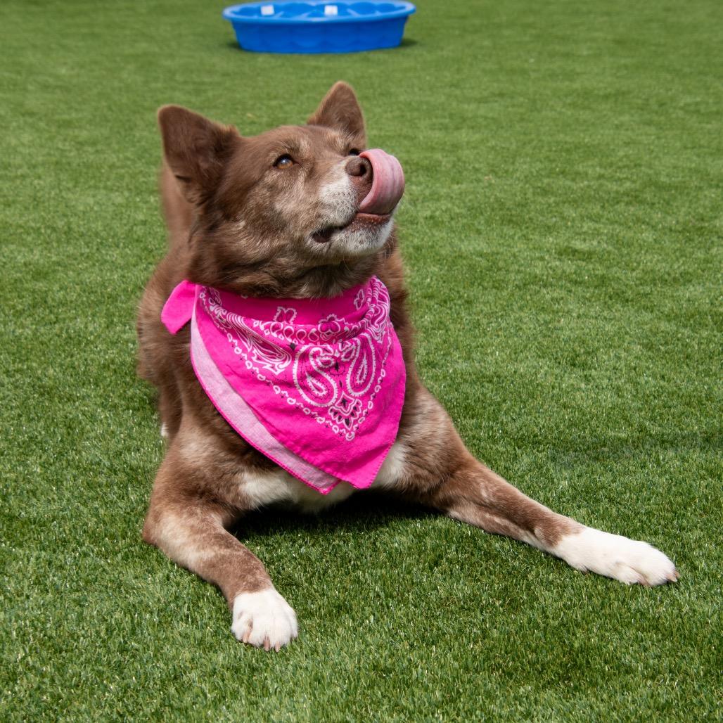 Enlarge Rain, a Adoptable mixed breed in Parkersburg, WV image 6/6