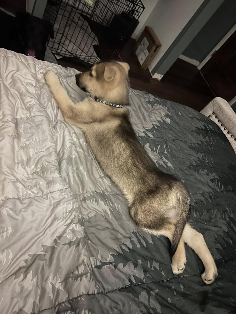 Finn, Adoptable, Puppy Male Labrador Retriever & Husky.