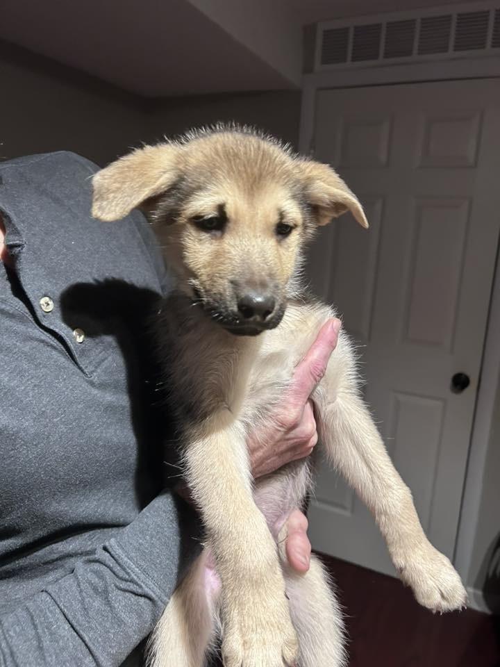 Enlarge Finn, a Adoptable mixed breed in Colorado Springs, CO image 2/4