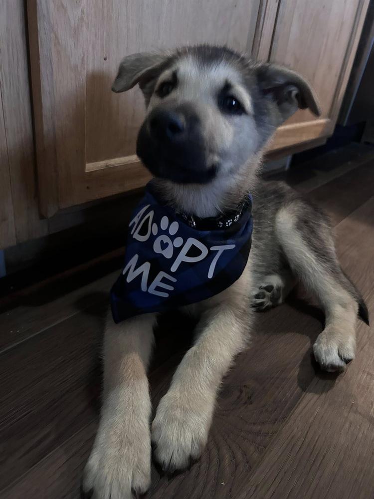 Enlarge Finn, a Adoptable mixed breed in Colorado Springs, CO image 3/4