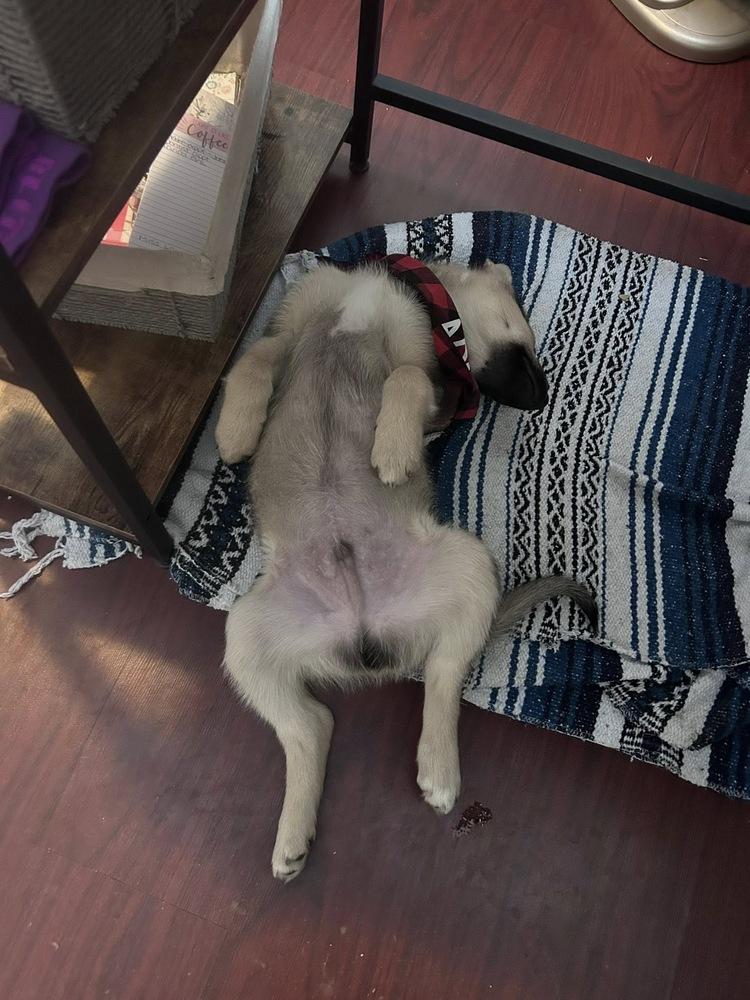 Enlarge Finn, a Adoptable mixed breed in Colorado Springs, CO image 4/4