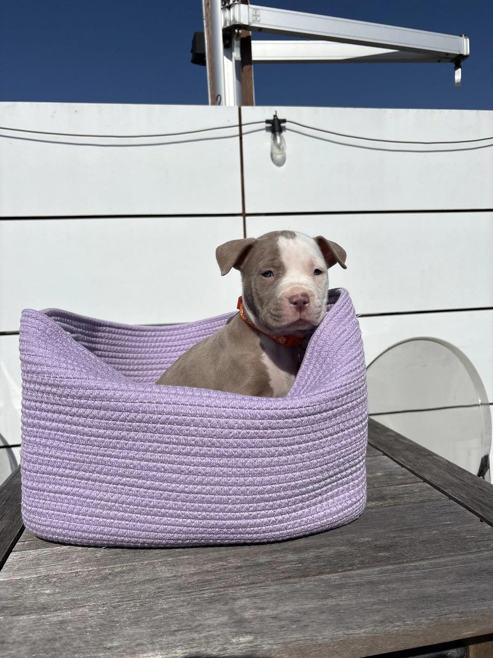 Casper, Adoptable, Puppy Male Pit Bull Terrier.