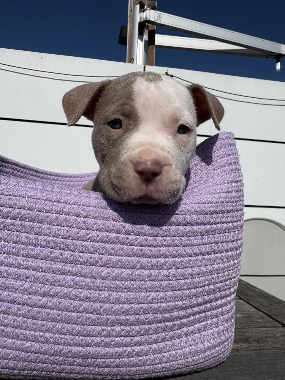Casper, a Adoptable mixed breed in West Hollywood, CA image 2/6