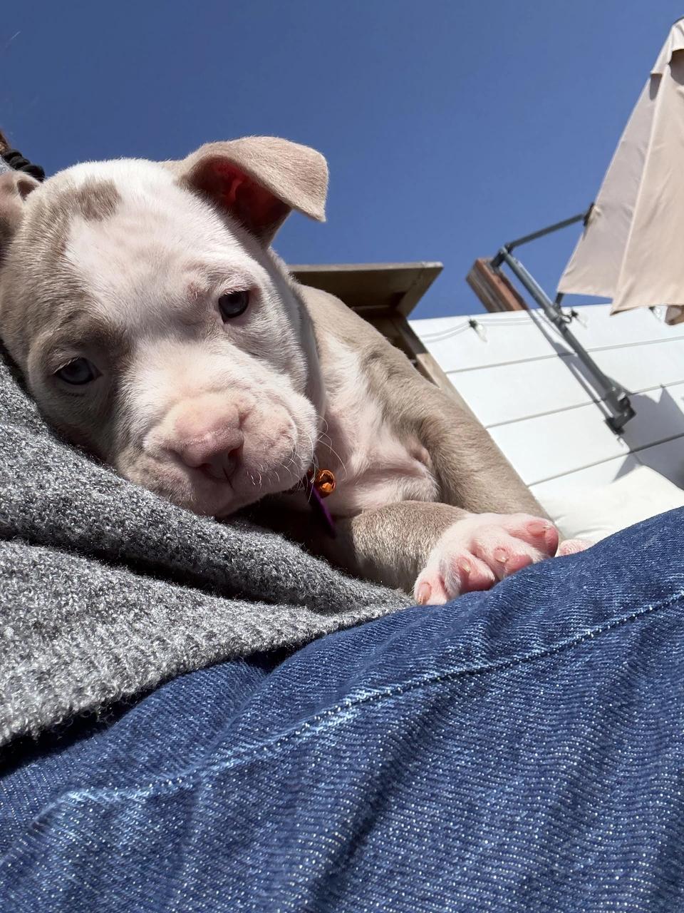 Casper, a Adoptable mixed breed in West Hollywood, CA image 3/6