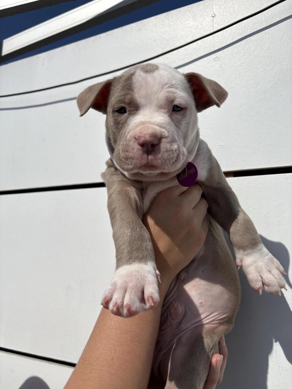 Casper, a Adoptable mixed breed in West Hollywood, CA image 4/6