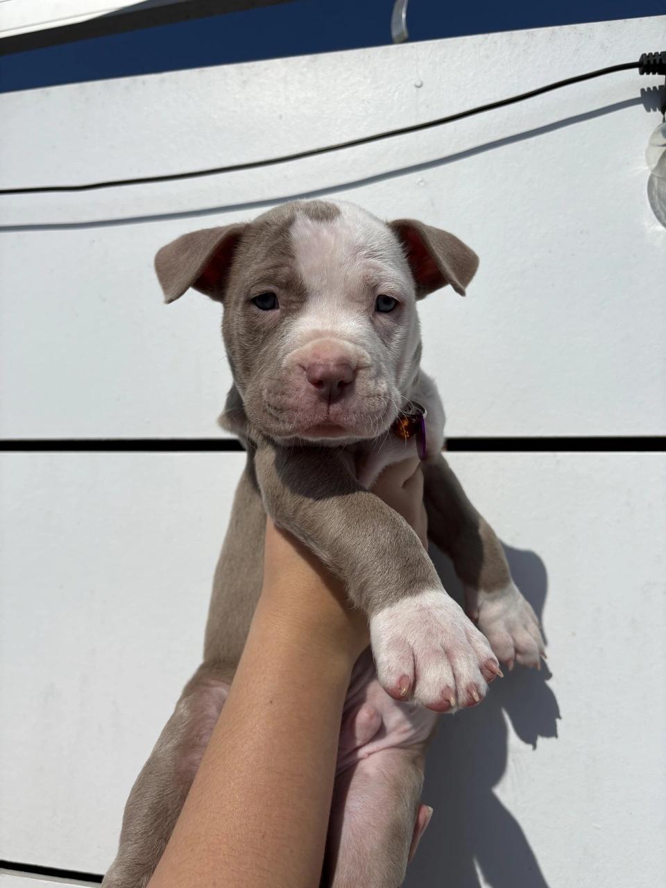 Casper, a Adoptable mixed breed in West Hollywood, CA image 6/6
