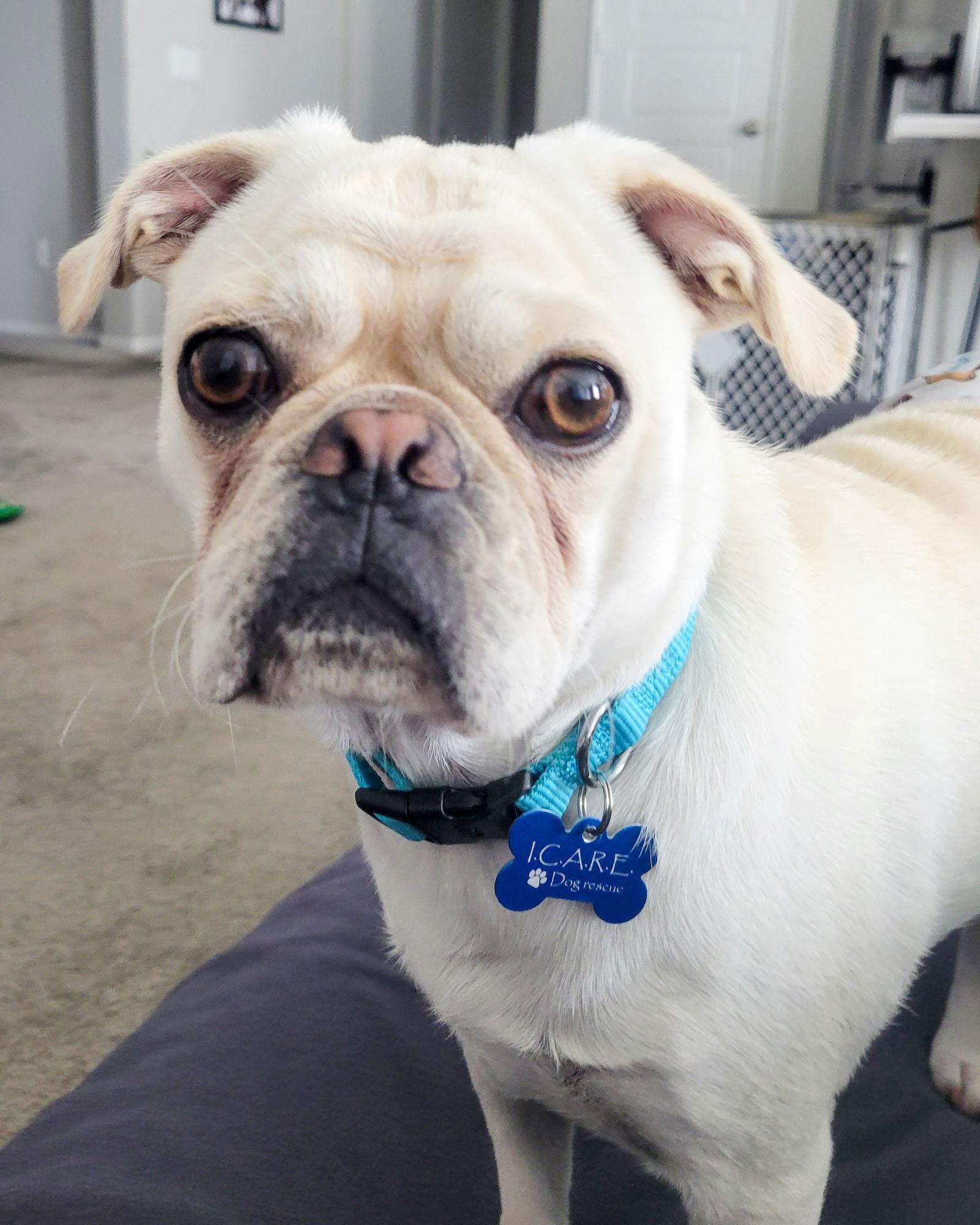 Pugsley, Adoptable, Young Male Pug.