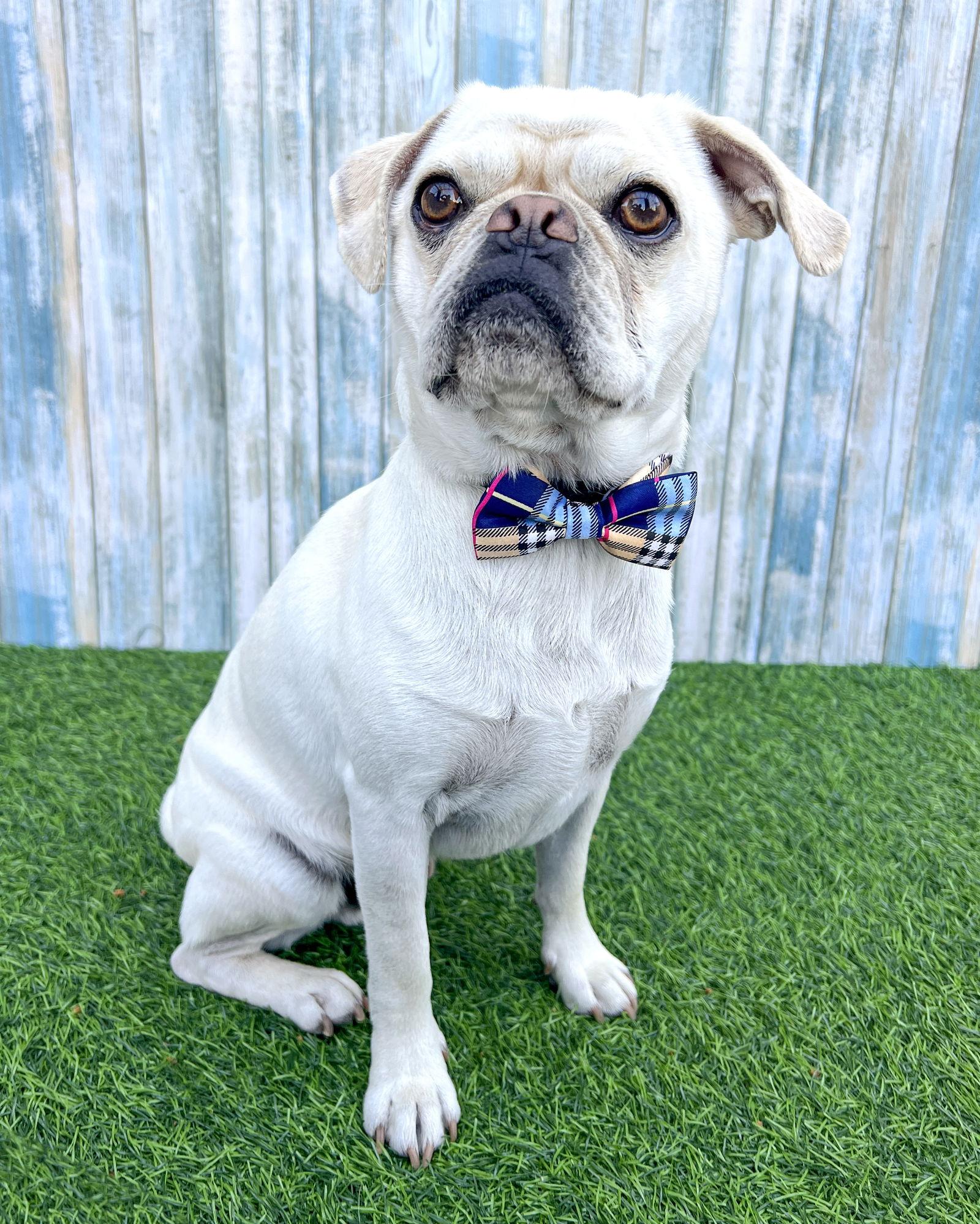 Enlarge Pugsley, a Adoptable Pug in Corona, CA image 1/3