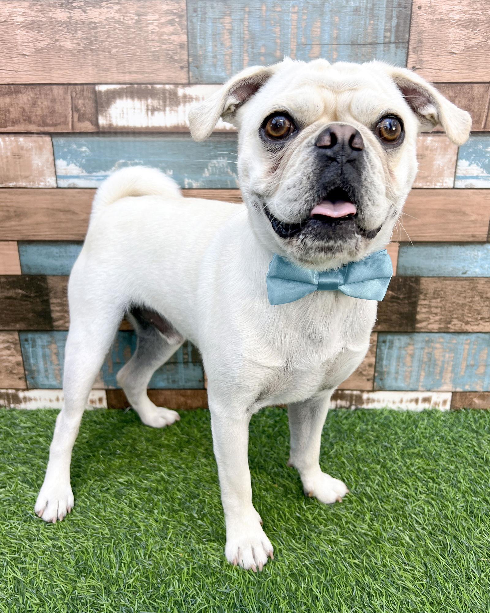 Enlarge Pugsley, a Adoptable Pug in Corona, CA image 2/3