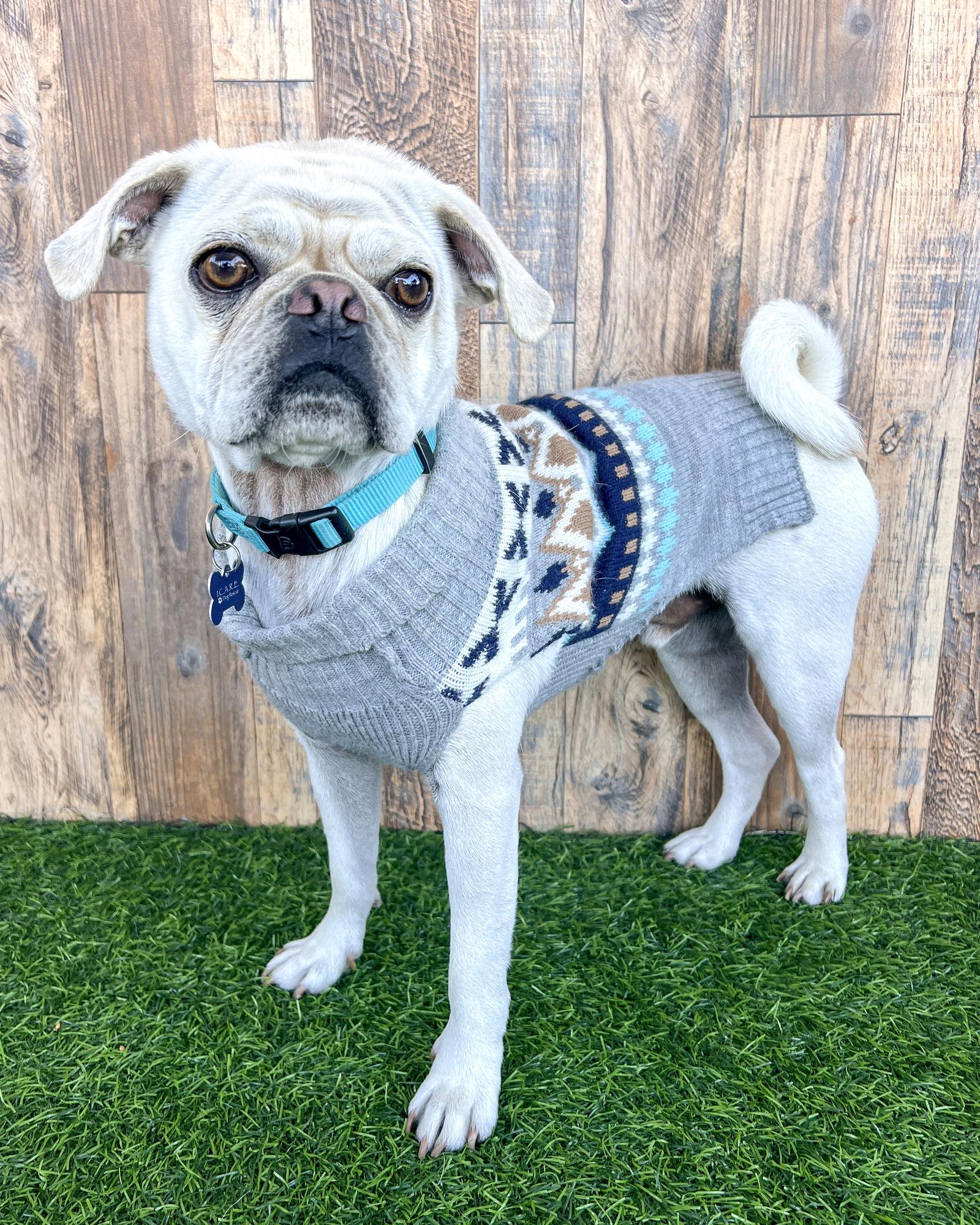 Pugsley, Adoptable, Young Male Pug.