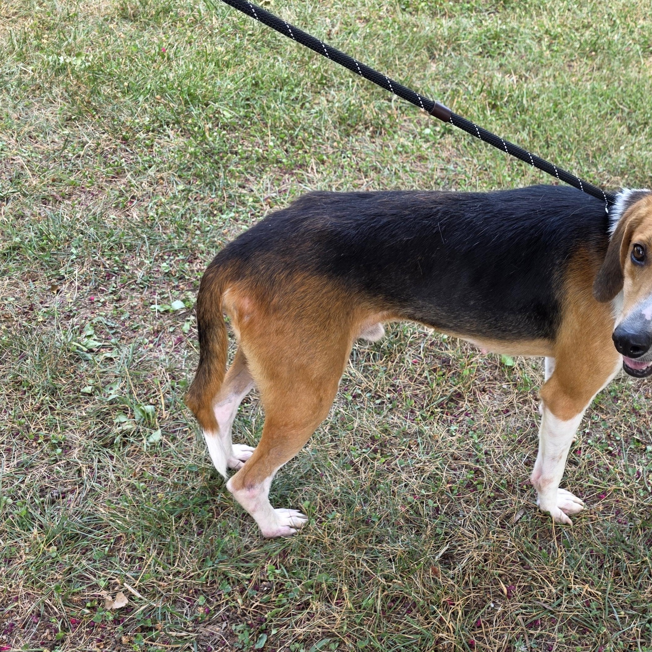 Enlarge Outkast, a Adoptable mixed breed in Greensboro, NC image 5/6