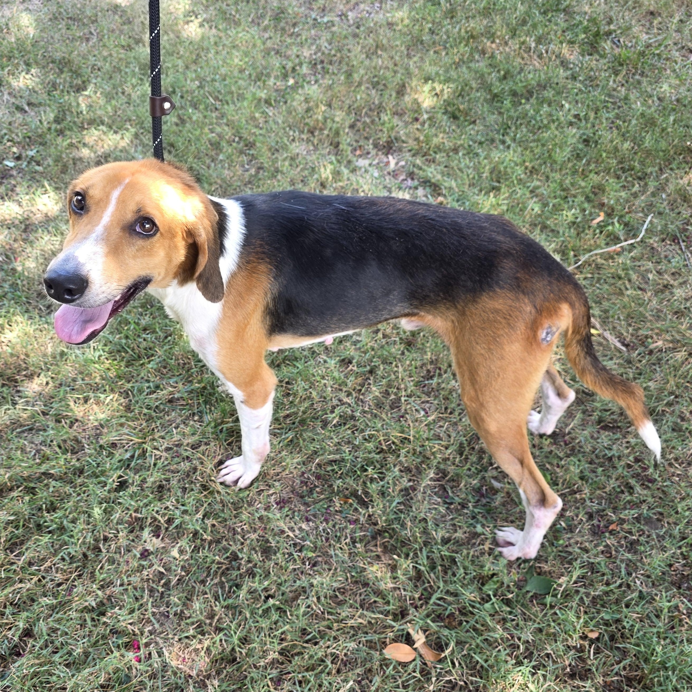Enlarge Outkast, a Adoptable mixed breed in Greensboro, NC image 3/6