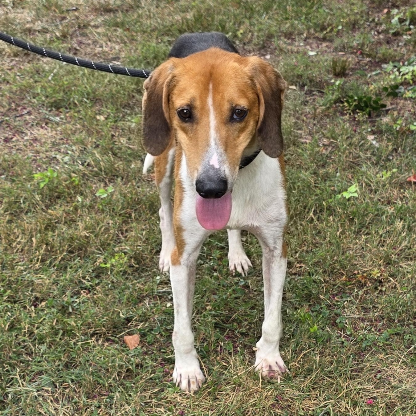 Enlarge Outkast, a Adoptable mixed breed in Greensboro, NC image 6/6