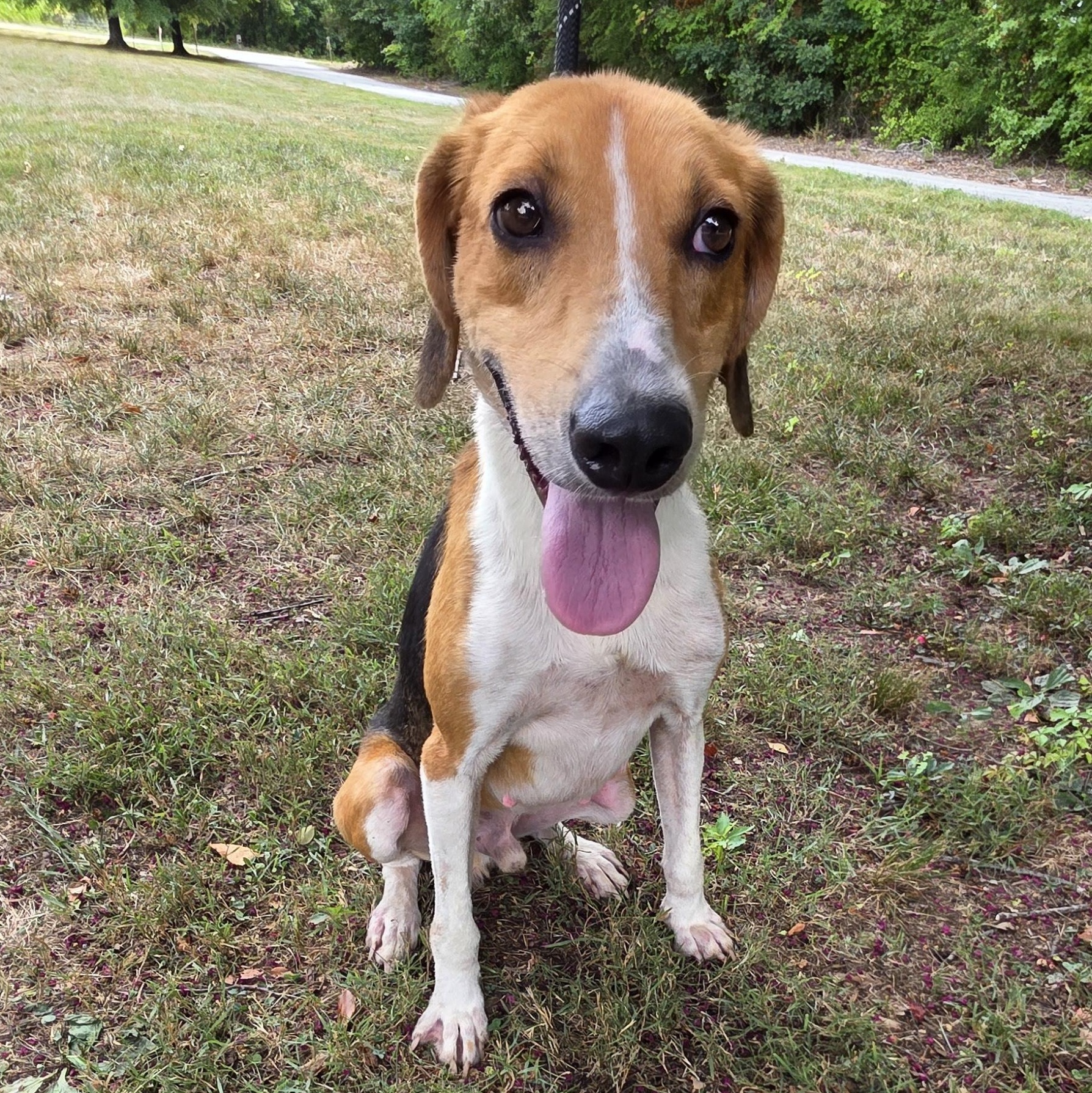Enlarge Outkast, a Adoptable mixed breed in Greensboro, NC image 4/6