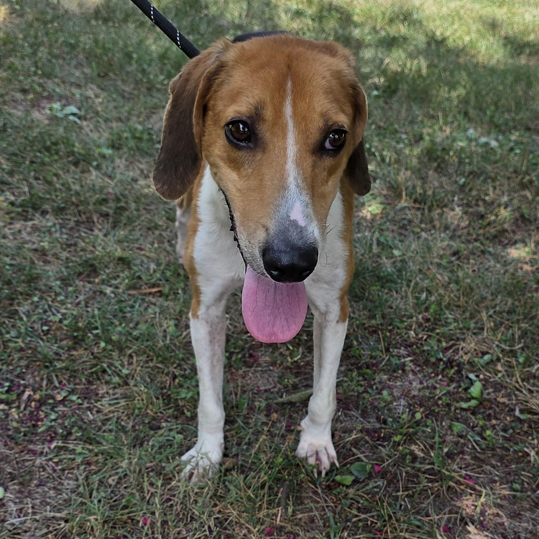 Enlarge Outkast, a Adoptable mixed breed in Greensboro, NC image 2/6