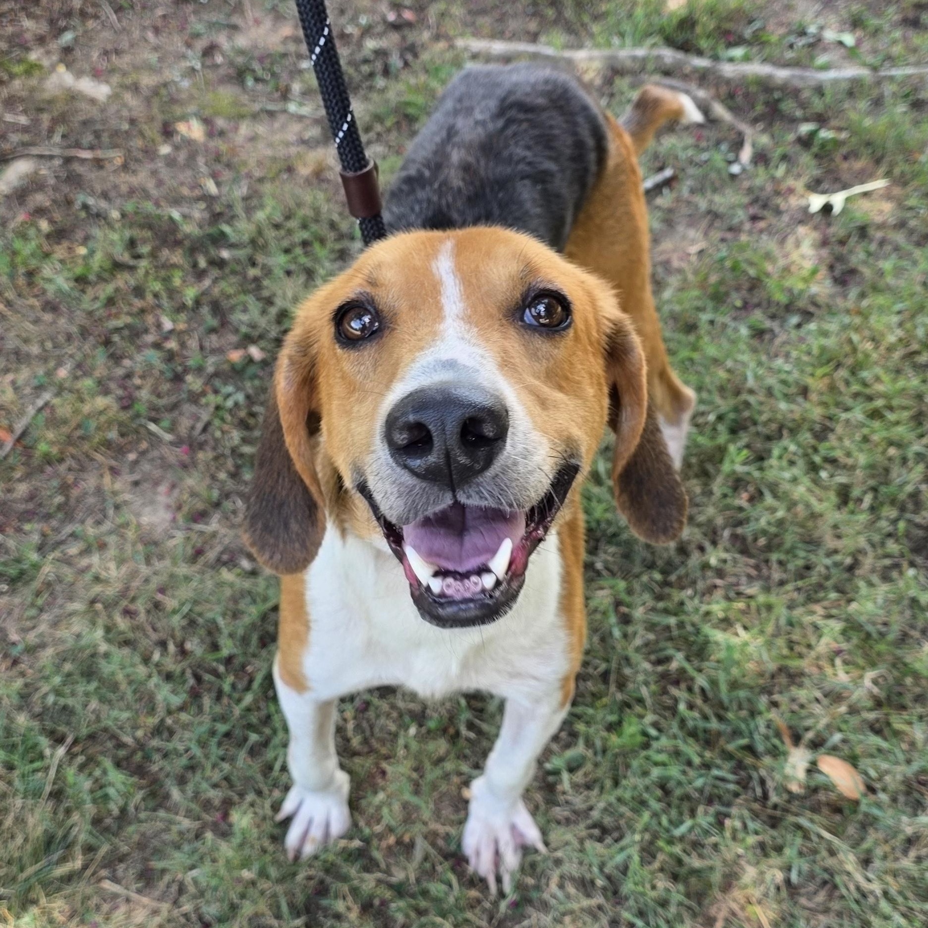 Outkast, Adoptable, Adult Male Hound & Mixed Breed.
